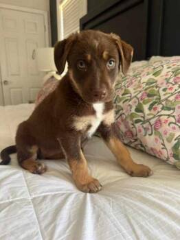 Matcha -  Chocolate Labrador Retriever Dog Available for Adoption - Matcha | PetCurious