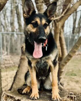 German Shepherd Dog Dogs Available for Adoption in Fremont, Michigan - Astrid | PetCurious