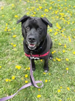 Kolby - big loving silly teddy bear -  Mixed Breed Dog Available for Adoption in Oshkosh, Wisconsin - Kolby - Big Loving Silly Teddy Bear | PetCurious