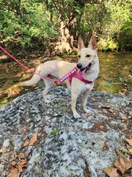Honey Cake (Honey) -  German Shepherd Dog and Husky Dog for Adoption in Temple, Texas - Honey Cake (Honey) | PetCurious
