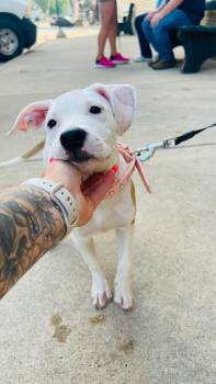 Dani (Danielle) -  Mixed Breed Dog for Adoption in Clinton, Wisconsin - Dani (Danielle) | PetCurious