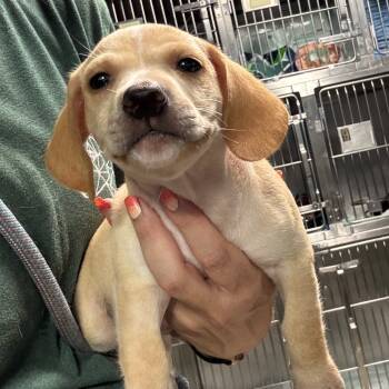 Rescue Mixed Breed Dogs for Adoption in Savannah, Georgia - Ross Geller | PetCurious