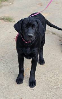 Rainey -  Black Labrador Retriever and Golden Retriever Dog for Adoption in Woodsfield, Ohio - Rainey | PetCurious