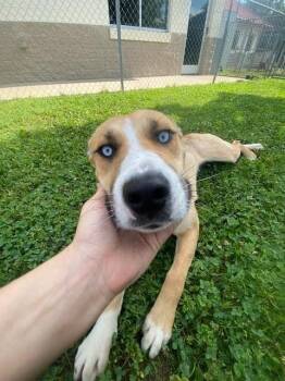 Husky and Shepherd Dogs Available for Adoption in Fayetteville, Arkansas - Seagull | PetCurious
