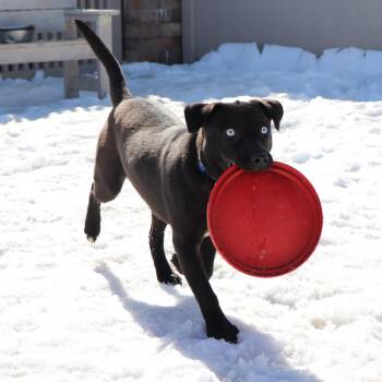 Mixed Breed Dogs Available for Adoption - Axel | PetCurious