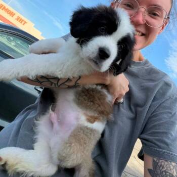 CT Grayson -  Saint Bernard Dog for Adoption in Eastford, Connecticut - CT Grayson | PetCurious