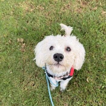 Oscar -  Terrier and Poodle Dog for Adoption in Redondo Beach, California - Oscar | PetCurious