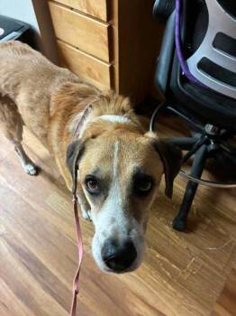 Emma -  Mixed Breed Dog for Adoption in Canon City, Colorado - Emma | PetCurious