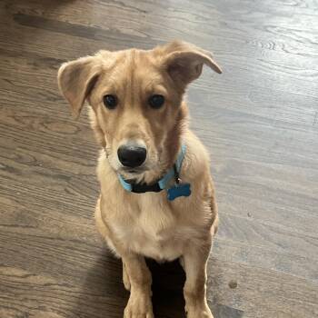 Luke -  Golden Retriever and Collie Dog for Adoption in Plainfield, Illinois - Luke | PetCurious