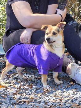 Mister -  Chihuahua and Australian Shepherd Dog for Adoption in Albemarle, North Carolina - Mister | PetCurious