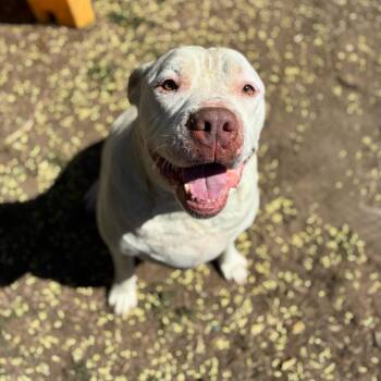 Sadot -  Mixed Breed and American Staffordshire Terrier Dog for Adoption in Turlock, California - Sadot | PetCurious
