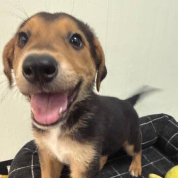 Diego -  Australian Shepherd and Mixed Breed Dog for Adoption in Tulsa, Oklahoma - Diego | PetCurious