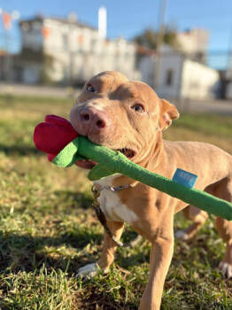 Rescue Mixed Breed Dogs for Adoption in Cincinnati, Ohio - Warlock | PetCurious