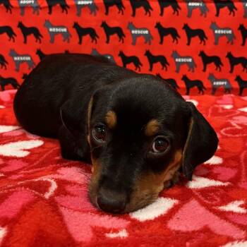 Dune -  Dachshund and Chihuahua Dog for Adoption in Washburn, Missouri - Dune | PetCurious
