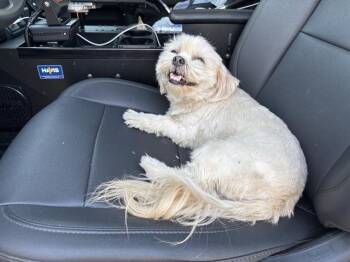 BELLA -  Shih Tzu and Mixed Breed Dog for Adoption in Grand Prairie, Texas - BELLA | PetCurious