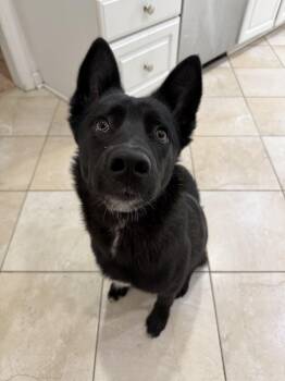 Border Collie and Cattle Dog Dogs Available for Adoption in Medford Lakes, New Jersey - Sheriff | PetCurious