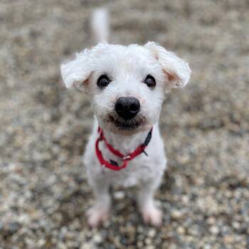 Mixed Breed Dogs Available for Adoption in West Olive, Michigan - Breadstick | PetCurious