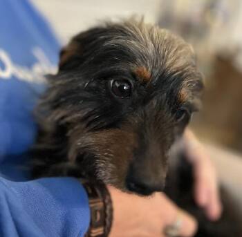 BELL THE DACHSHUND YORKIE -  Dachshund and Yorkshire Terrier Dog for Adoption in Georgetown, Kentucky - BELL THE DACHSHUND YORKIE | PetCurious