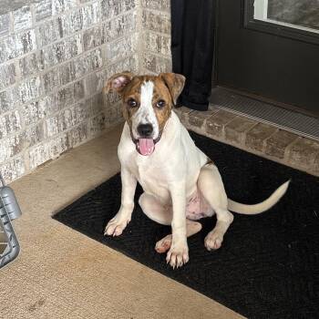 Skye -  Boxer Dog for Adoption in Bella Vista, Arkansas - Skye | PetCurious