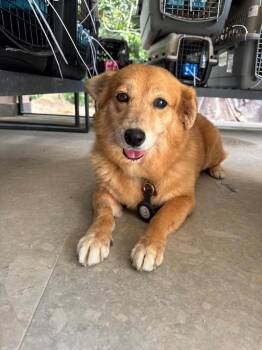 Corgi and Chihuahua Dogs Available for Adoption - Selma | PetCurious