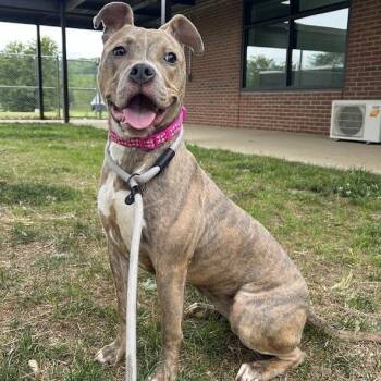 Pit Bull Terrier and Mixed Breed Dogs Available for Adoption in Lyndhurst, Virginia - Nyla | PetCurious