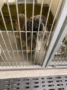 Agador -  Pekingese Dog for Adoption in Vancouver, Washington - Agador | PetCurious