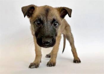 Belgian Shepherd Malinois and Mixed Breed Dogs Available for Adoption - BENITO | PetCurious
