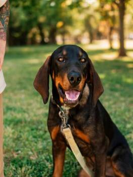 BUSTER -  Hound and Mixed Breed Dog for Adoption in Conway, Arkansas - BUSTER | PetCurious