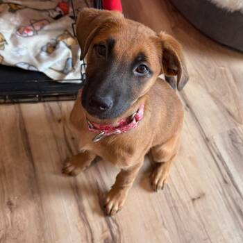 Rescue Mixed Breed Dogs for Adoption in Fredericksburg, Virginia - Storm | PetCurious