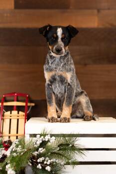Rescue Australian Shepherd and Australian Cattle Dog Blue Heeler Dogs for Adoption in Brighton, Colorado - #996-25 (Nick) | PetCurious