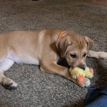 Husky and Mixed Breed Dogs Available for Adoption in Lenexa, Kansas - Big Girl | PetCurious