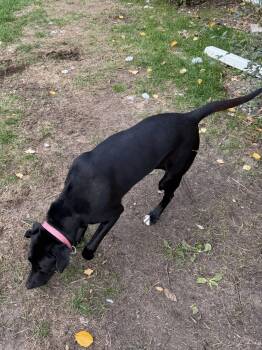 Bella *Help! I need a foster home!* -  Labrador Retriever Dog for Adoption in Minneapolis, Minnesota - Bella *Help! I Need A Foster Home!* | PetCurious