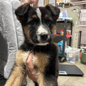 Rescue Mixed Breed Dogs for Adoption in Bismarck, North Dakota - Zeke | PetCurious
