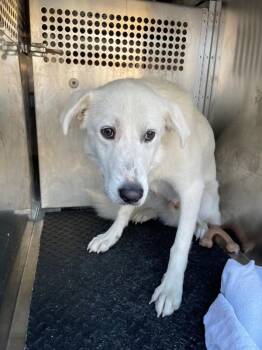 Orion -  Great Pyrenees Dog for Adoption in Austin, Texas - Orion | PetCurious
