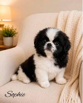Sophie JC in MS -  Pekingese Dog for Adoption in Warwick, Rhode Island - Sophie JC In MS | PetCurious
