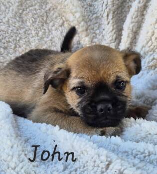 Pug Dogs Available for Adoption in Phelan, California - John | PetCurious