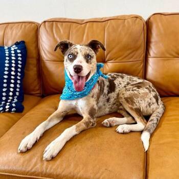 Catahoula Leopard Dog and Pit Bull Terrier Dogs Available for Adoption - Romeo Darling The Blue Eyed Heartthrob | PetCurious