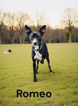 Rat Terrier Dogs Available for Adoption - Romeo | PetCurious