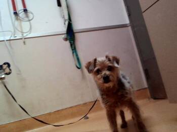 Terrier and Mixed Breed Dogs Available for Adoption in Martinez, California - COFFEE | PetCurious