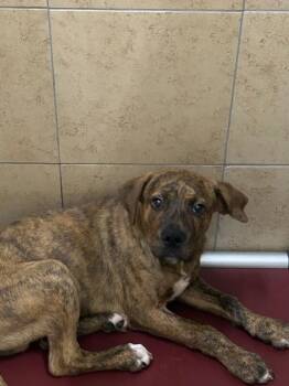 Tyson -  Mixed Breed Dog for Adoption in Hobbs, New Mexico - Tyson | PetCurious