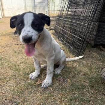 Patch -  Great Pyrenees and American Staffordshire Terrier Dog for Adoption in Choctaw, Oklahoma - Patch | PetCurious