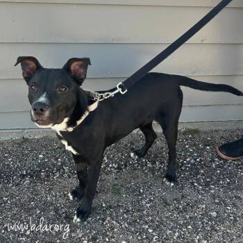 Mixed Breed Dogs Available for Adoption in Cheyenne, Wyoming - Robby | PetCurious