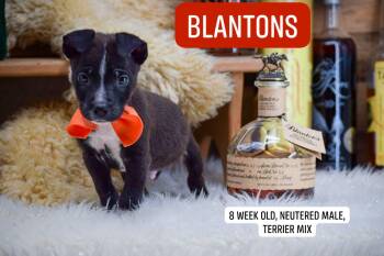 Blantons -  Terrier Dog for Adoption in Sevierville, Tennessee - Blantons | PetCurious