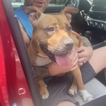 Mocha B -  Mixed Breed Dog for Adoption in Savannah, Georgia - Mocha B | PetCurious