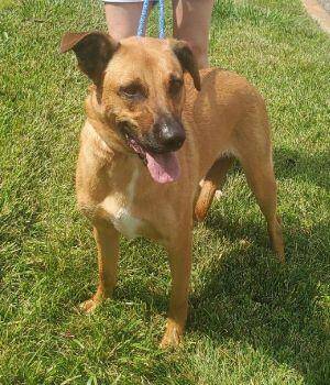 YELLOW LAB MIX -  Yellow Labrador Retriever Dog for Adoption in Mount Laurel Township, New Jersey - YELLOW LAB MIX | PetCurious