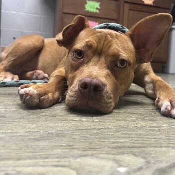 Liam -  Mixed Breed Dog for Adoption in Summerville, South Carolina - Liam | PetCurious
