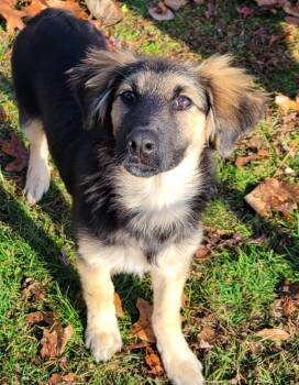 Rescue German Shepherd Dog and Golden Retriever Dogs for Adoption in Mullica, New Jersey - Shep | PetCurious