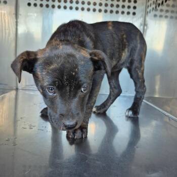 Mixed Breed Dogs Available for Adoption - 2/12/2026-Stray-MellonStreet | PetCurious