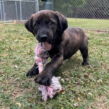 Plott Hound and Mixed Breed Dogs Available for Adoption in Roxboro, North Carolina - Jackie | PetCurious