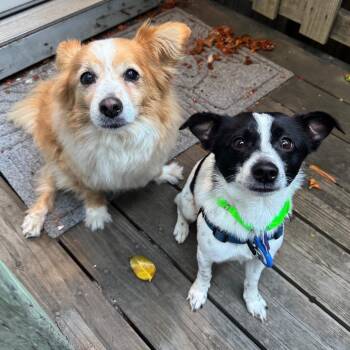Sterling -  Mixed Breed Dog for Adoption in San Francisco, California - Sterling | PetCurious